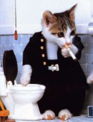 chat fumeur